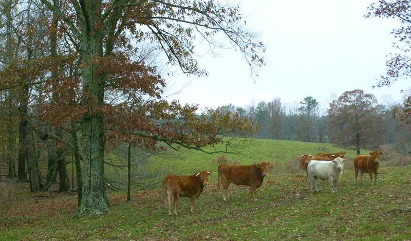 Moo cows 2; DISPLAY FULL IMAGE.