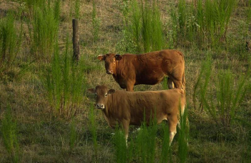 Cows at Sunset.; DISPLAY FULL IMAGE.