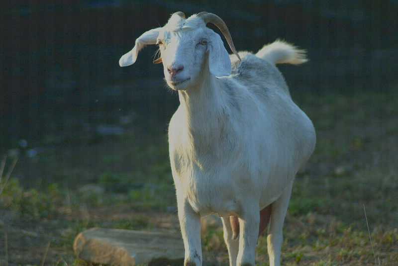 goat; DISPLAY FULL IMAGE.