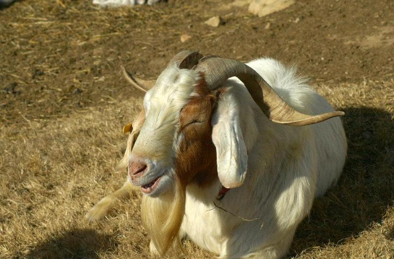 Goat 1; DISPLAY FULL IMAGE.