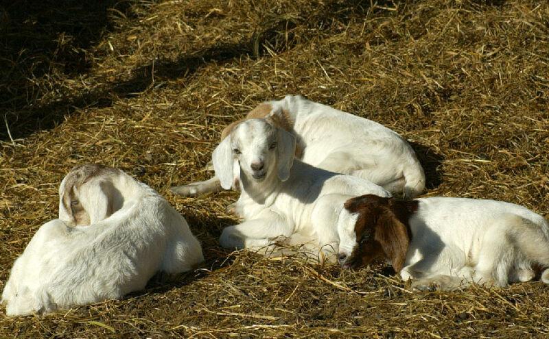 Baby goats (goatlings?); DISPLAY FULL IMAGE.