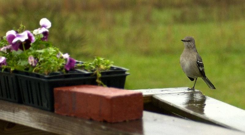 bird - What is this?; DISPLAY FULL IMAGE.