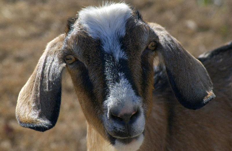 Nosey Goat..; DISPLAY FULL IMAGE.