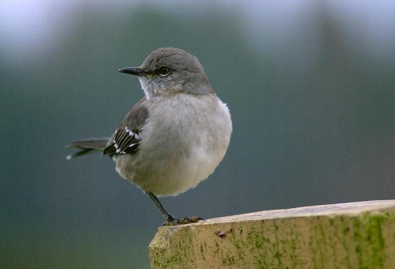 bird - What is this?; DISPLAY FULL IMAGE.