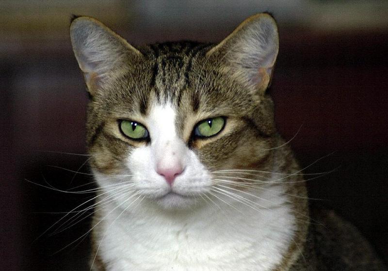 My ugly cat Willie...; DISPLAY FULL IMAGE.