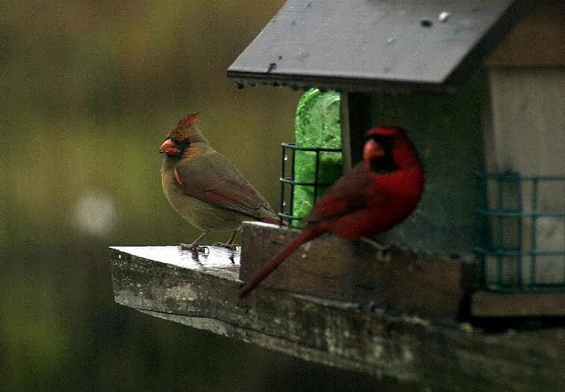 red bird; DISPLAY FULL IMAGE.