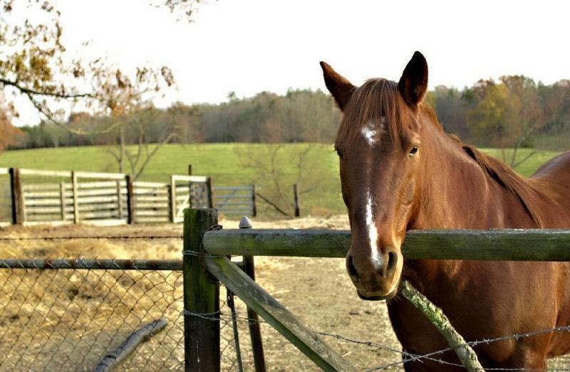Horse named Cash..; DISPLAY FULL IMAGE.