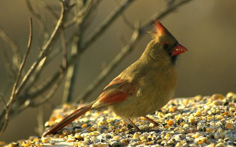 Cardinal #2 this morning..; DISPLAY FULL IMAGE.