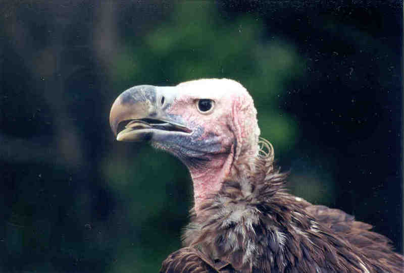 Vulture - Jacksonville Zoo, Florida; DISPLAY FULL IMAGE.