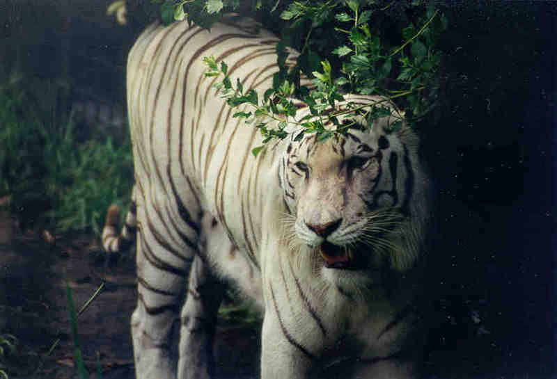 Tiger #2 Jacksonville Zoo, Florida (White Tiger); DISPLAY FULL IMAGE.