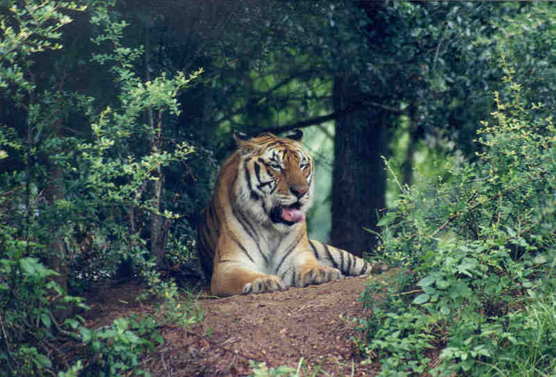 Tiger #4 Jacksonville Zoo, Florida; DISPLAY FULL IMAGE.