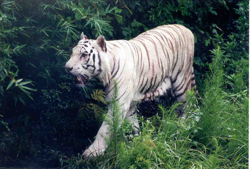 Tiger #5 Jacksonville Zoo, Florida (White Tiger); DISPLAY FULL IMAGE.