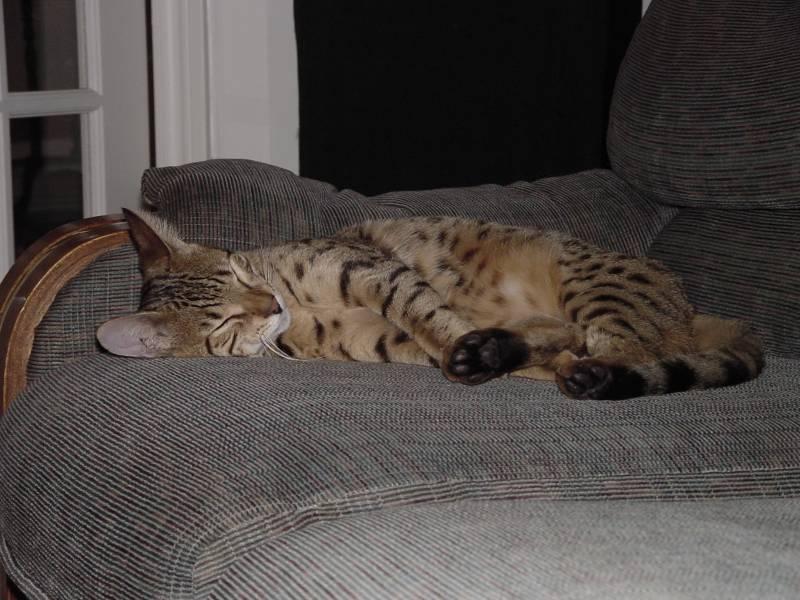 My Bengal Cat; DISPLAY FULL IMAGE.