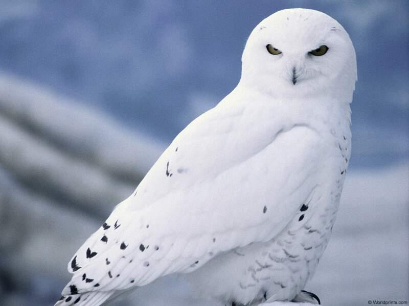 re: snow owl; DISPLAY FULL IMAGE.