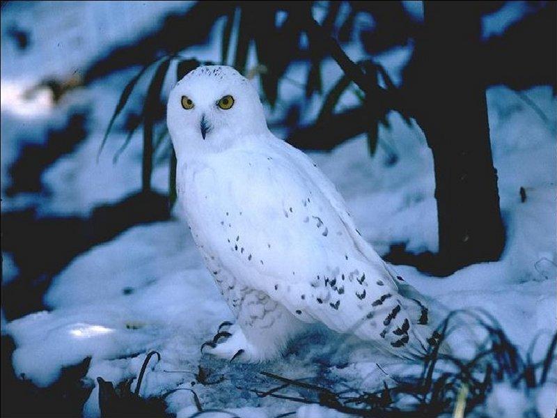 snow owl; DISPLAY FULL IMAGE.