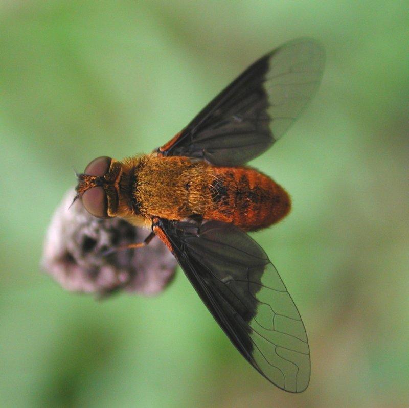 Tachina Fly; DISPLAY FULL IMAGE.