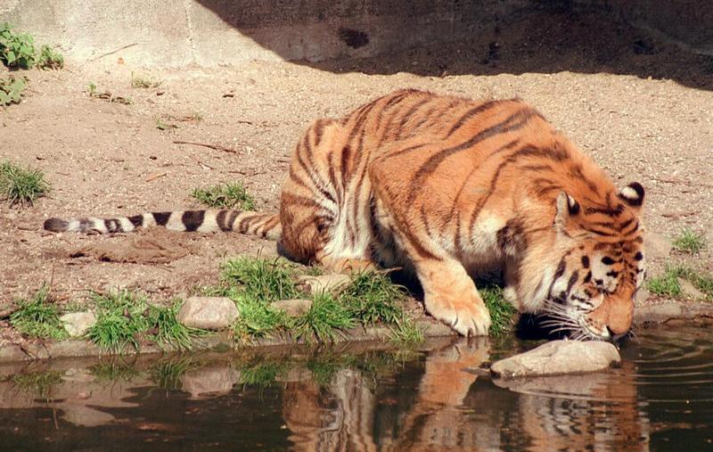 Hagenbeck Zoo again - another 1999 shot of Daddy Tiger drinking - ultra wide format...; DISPLAY FULL IMAGE.