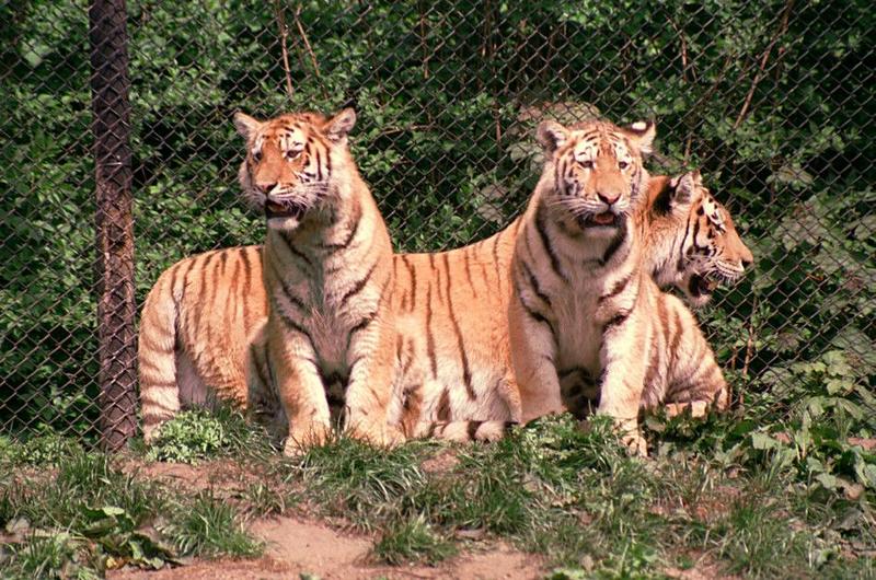 Hagenbeck Zoo tigers rescan/repost - and a word of warning about the film used; DISPLAY FULL IMAGE.