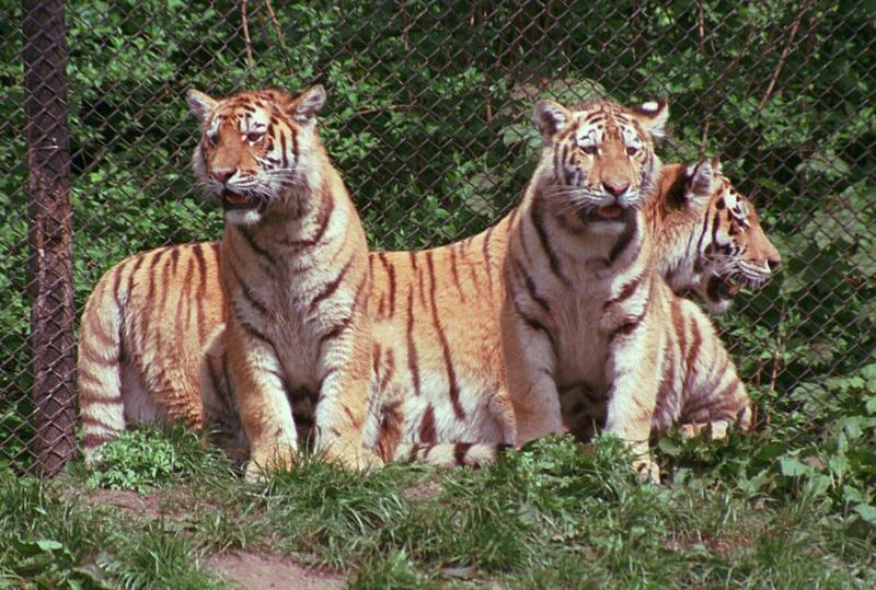 Hagenbeck tiger scans old and new - Coolscan rescan - the tiger gang; DISPLAY FULL IMAGE.
