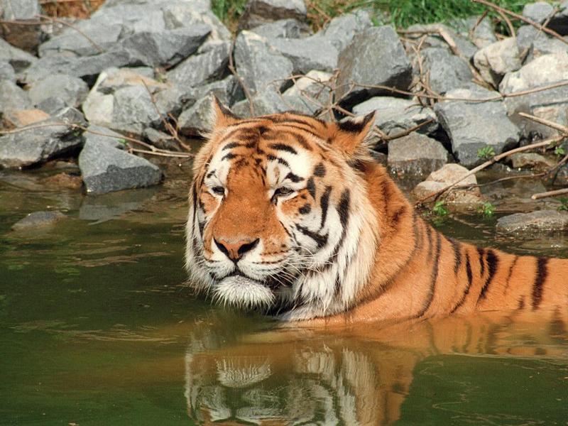 Hagenbeck Zoo tigers again - What a sweet head shot! - Daddy relaxing in the pool; DISPLAY FULL IMAGE.