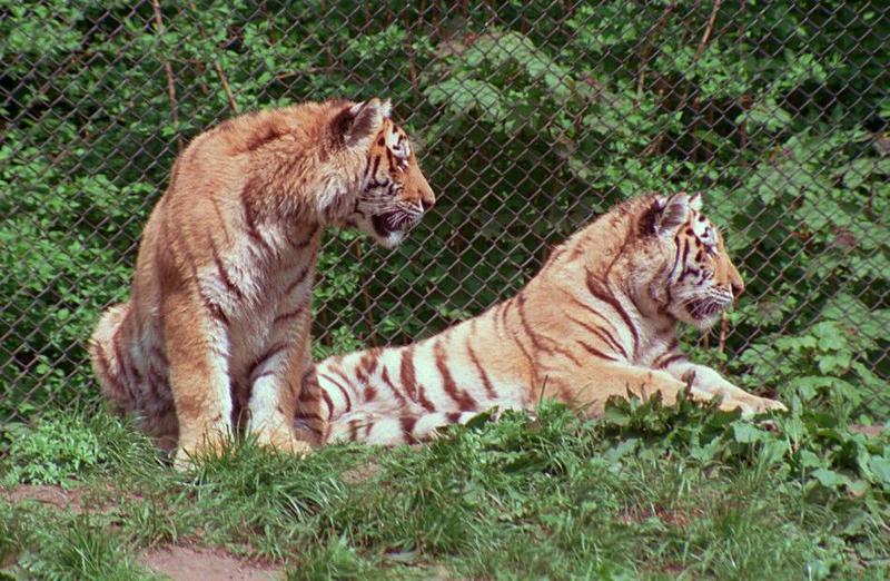 Hagenbeck Zoo tigers - new scan - portrait of the two girls; DISPLAY FULL IMAGE.