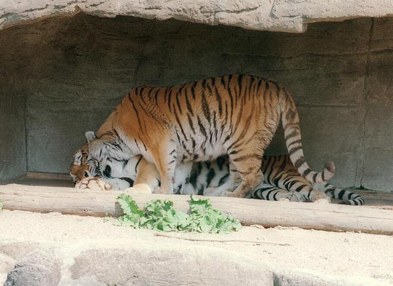 Hagenbeck Zoo Tiger Gang again - Dad and Mom snuggling in their cave; DISPLAY FULL IMAGE.