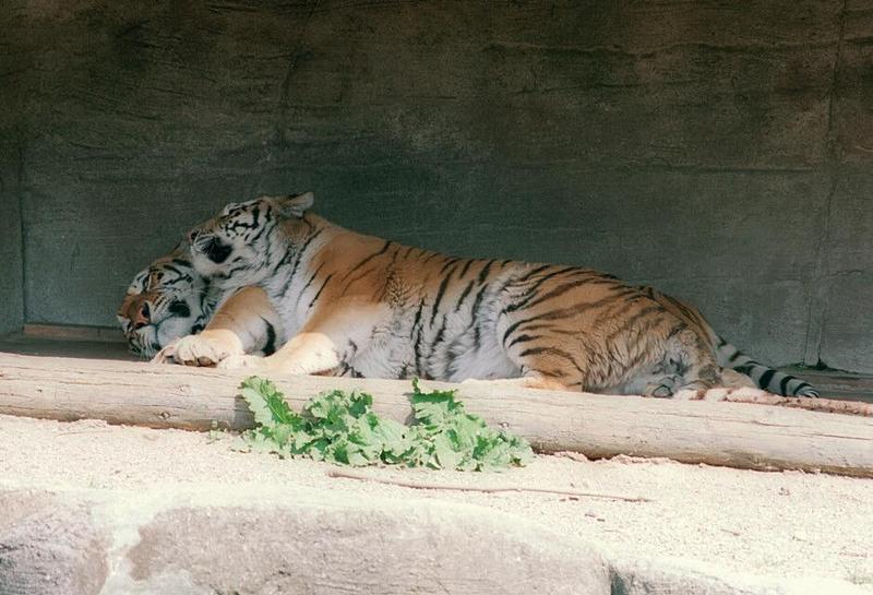 More tiger snuggle - Mom and Dad side by side; DISPLAY FULL IMAGE.