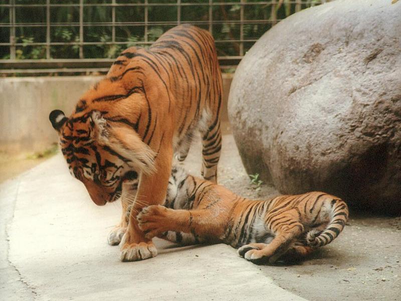 Sweet little Batu the Heidelberg Zoo Sumatran tiger cub - Pulling Dad's leg is fun :-); DISPLAY FULL IMAGE.