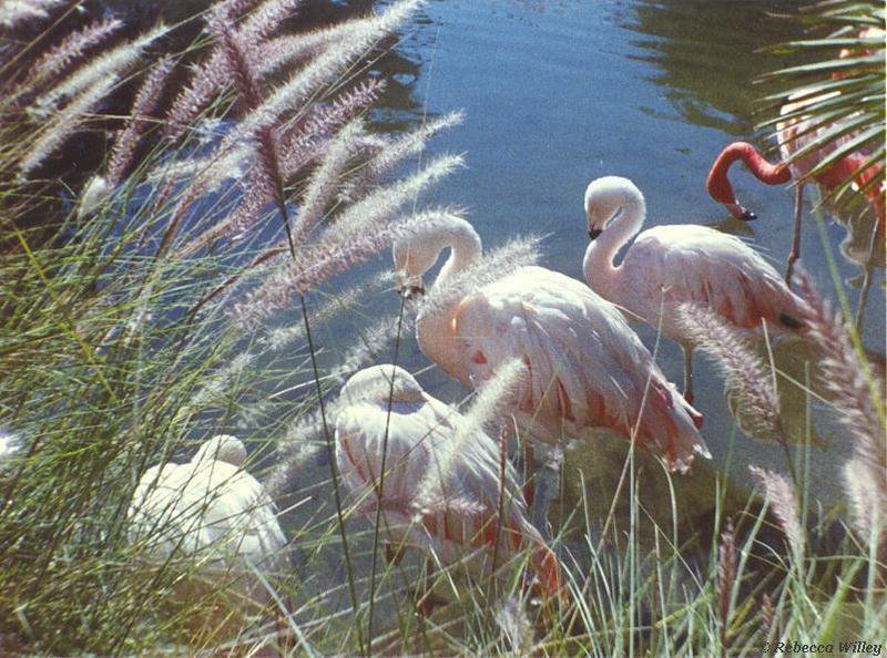 flamingoes; DISPLAY FULL IMAGE.