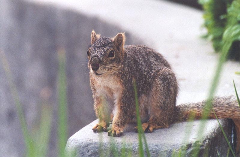 King of Urban Grey Squirrels; DISPLAY FULL IMAGE.