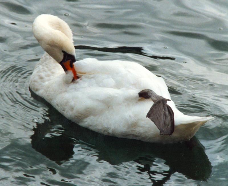 Taken in the lake in Lucerne. oneleged.jpg (1/1); DISPLAY FULL IMAGE.