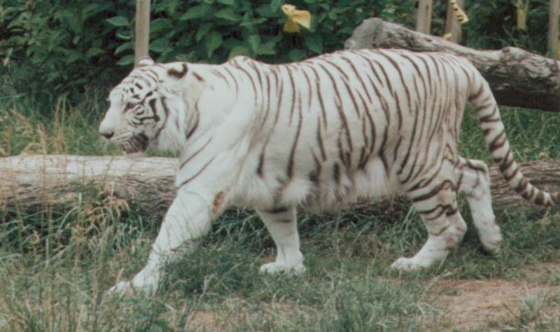 White tiger; DISPLAY FULL IMAGE.