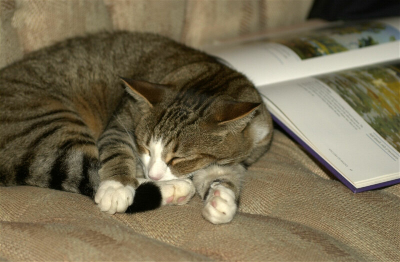 Books make me sleepy..; DISPLAY FULL IMAGE.