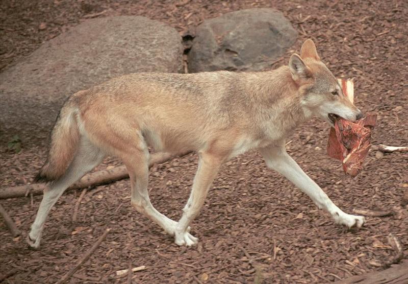 Rescan/repost - Wolf with snack in Copenhagen Zoo; DISPLAY FULL IMAGE.