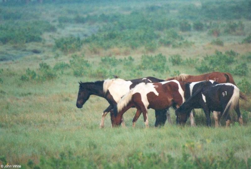 Wild Ponies of Assateague Island Virginia 3; DISPLAY FULL IMAGE.