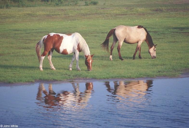 Wild Ponies of Assateague Island, Virginia; DISPLAY FULL IMAGE.
