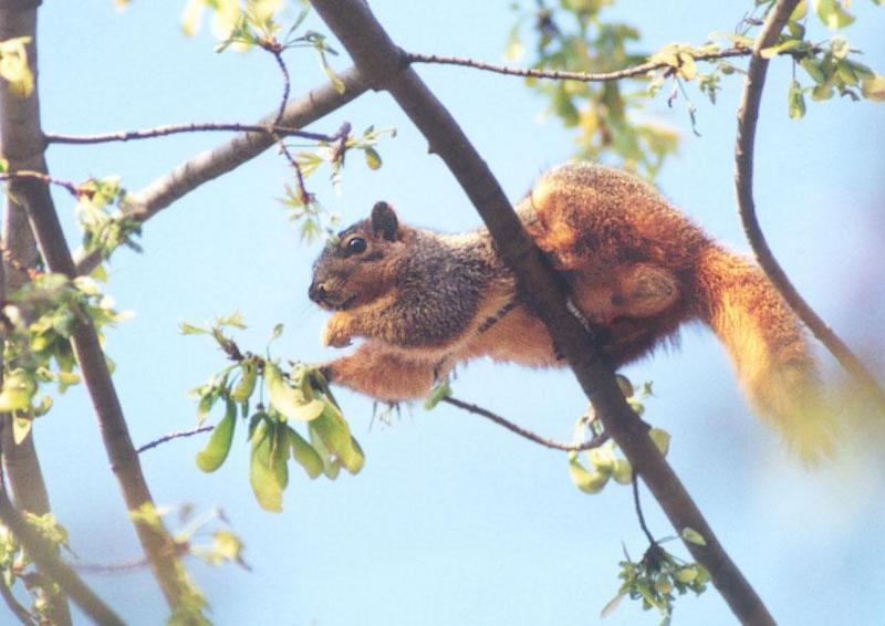 Fox Squirrel 92k jpg; DISPLAY FULL IMAGE.