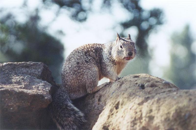 Calif Ground Squirrel 96k; DISPLAY FULL IMAGE.