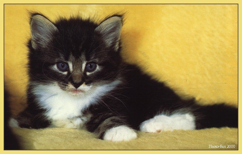 Cute Kitties For the Group ( Dedicated to Uni & Yaliht ) - c_kat06.jpg(1/1) 73242 bytes; DISPLAY FULL IMAGE.