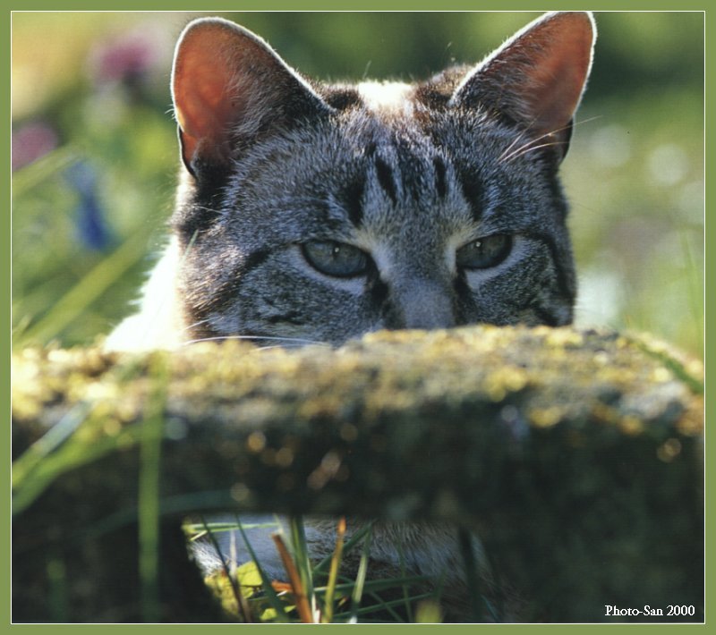Cute Kitties For the Group ( Dedicated to Uni & Yaliht ) - c_kat17.jpg(1/1) 93825 bytes; DISPLAY FULL IMAGE.