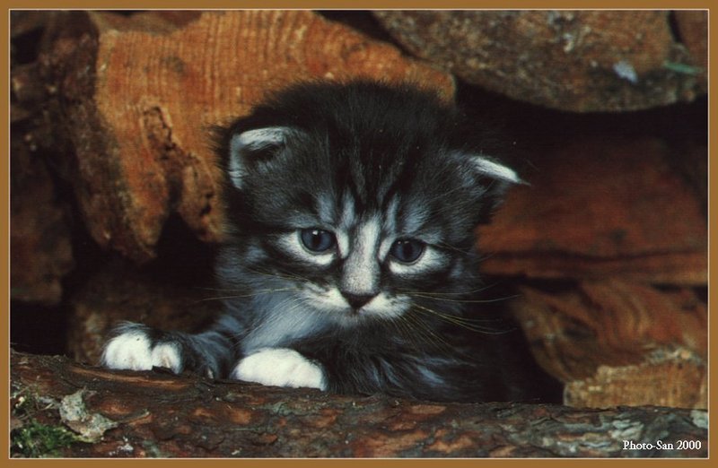 Cute Kitties For the Group ( Dedicated to Uni & Yaliht ) - c_kat19.jpg(1/1) 93929 bytes; DISPLAY FULL IMAGE.