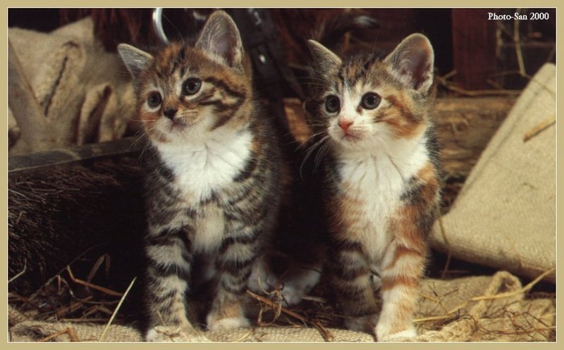Cute Kitties For the Group ( Dedicated to Uni & Yaliht ) - c_kat20.jpg(1/1) 84650 bytes; DISPLAY FULL IMAGE.