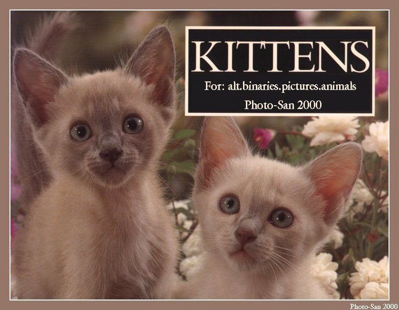 S'more Kitties ( See 003index ) 14 files Total - c_kat21.jpg(1/1) 92290 bytes; DISPLAY FULL IMAGE.