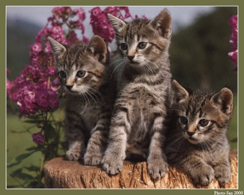 S'more Kitties ( See 003index ) 14 files Total - c_kat30.jpg(1/1) 98896 bytes; DISPLAY FULL IMAGE.