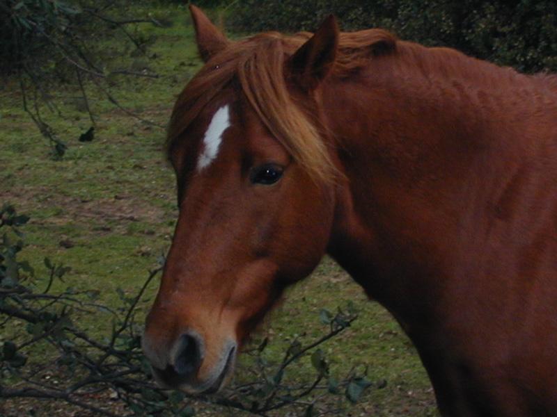 Horse photo - Fotorustic; DISPLAY FULL IMAGE.