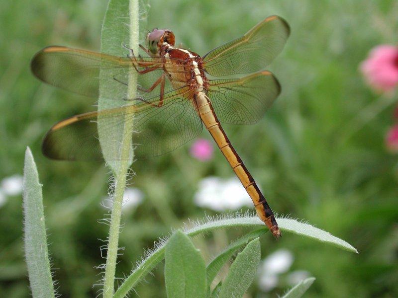Dragonflies b; DISPLAY FULL IMAGE.