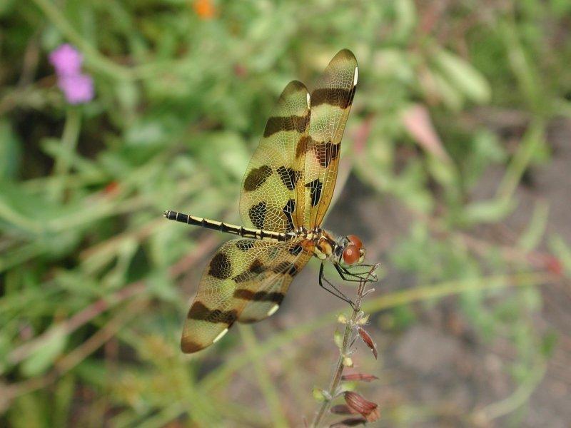 Dragonflies c; DISPLAY FULL IMAGE.