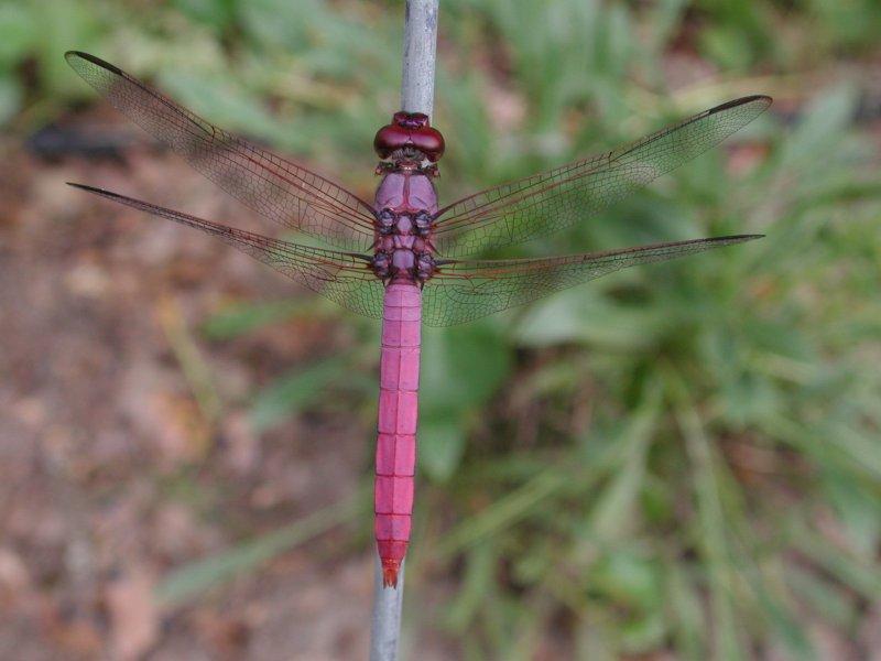 Dragonflies d; DISPLAY FULL IMAGE.
