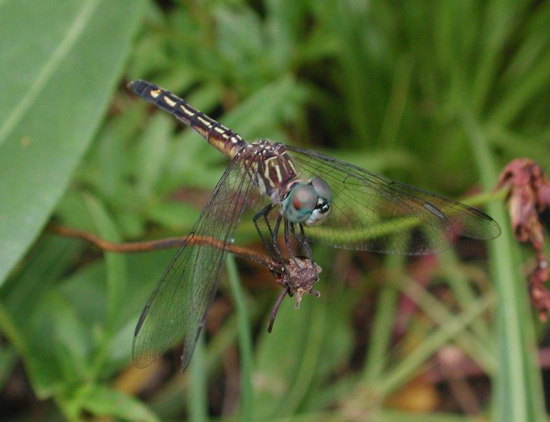 Dragonflies f; DISPLAY FULL IMAGE.