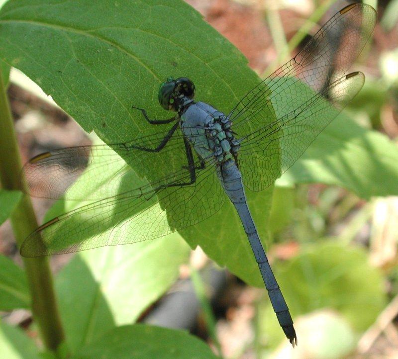 Dragonflies g; DISPLAY FULL IMAGE.
